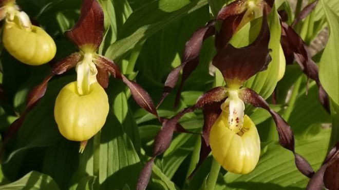 Cypripedium calceolus orchid in bloom, green leaves and flowers with one lower, slipper-like yellow petal and three upper, slim dark red petals