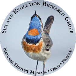 Photo may contain art, bird, beak, feather etc. 