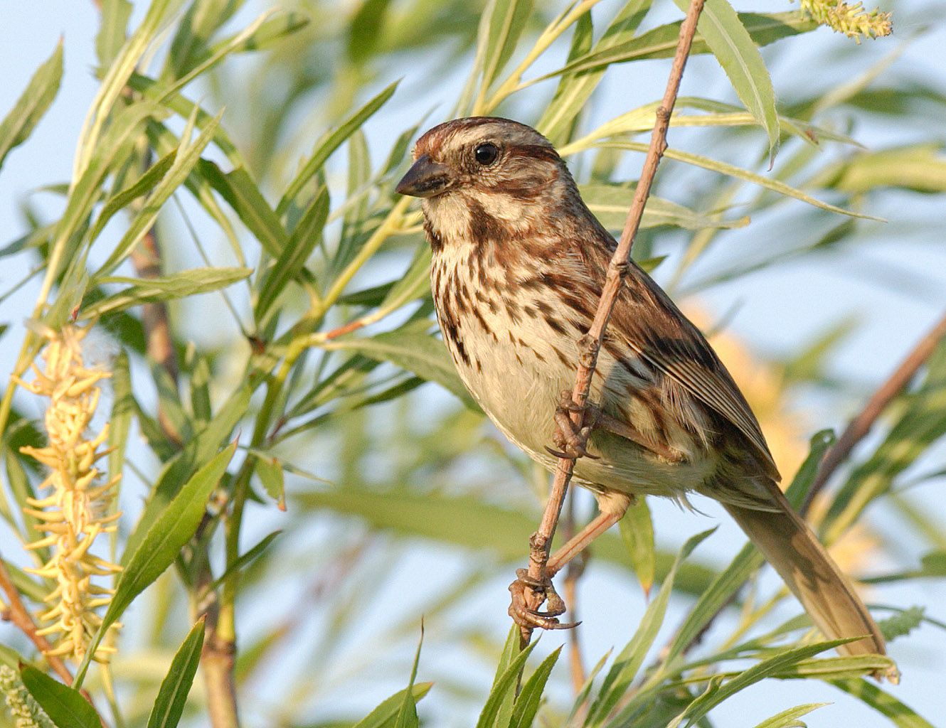 Bildet kan inneholde: fugl, savannah sparrow, nebb, buskspurver, song sparrow.