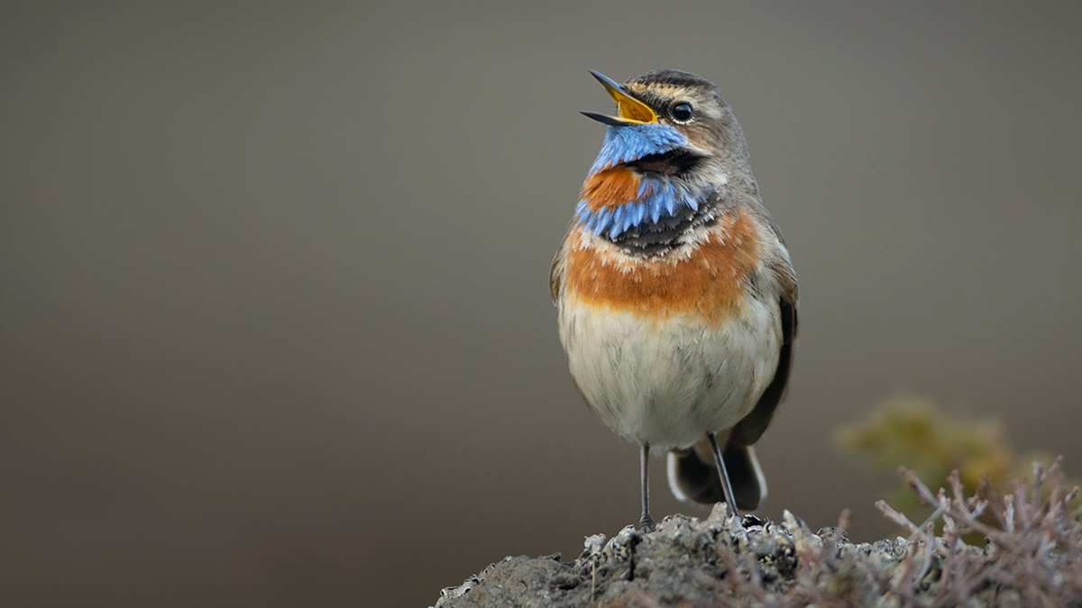 bluethroat bird with blue and orange bib