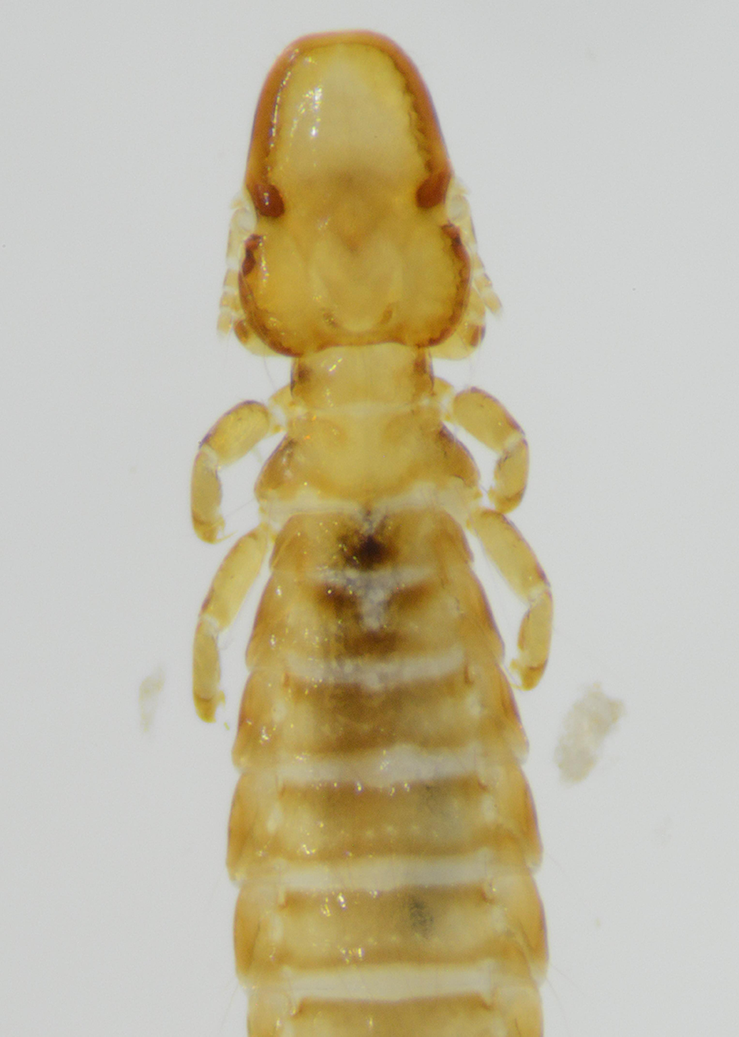 Fjærlus i familien Philopteridae funnet på en spurvehauk&amp;#160;Accipiter nisus.
