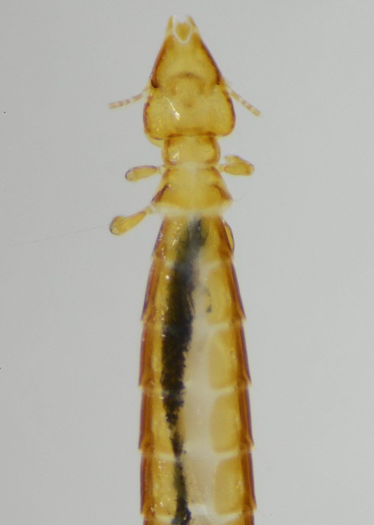 Fjærlus i familien Philopteridae funnet på en låvesvale&amp;#160;Hirundo rustica.