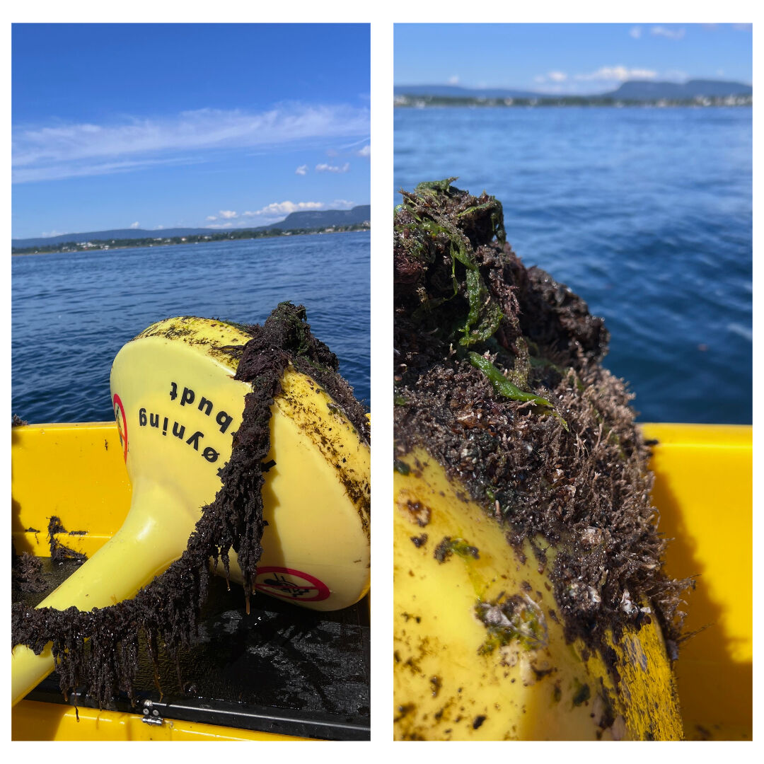 A photo collage with two images of a buoy with its underside encrusted with algae, tiny mussels and bryozoans