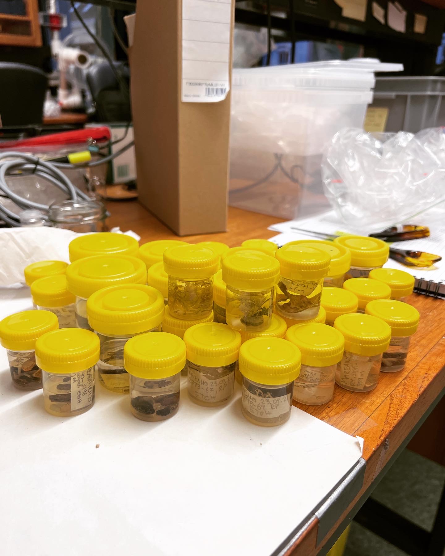Bilde som viser plastbeholdere som er fylt med mosdyr