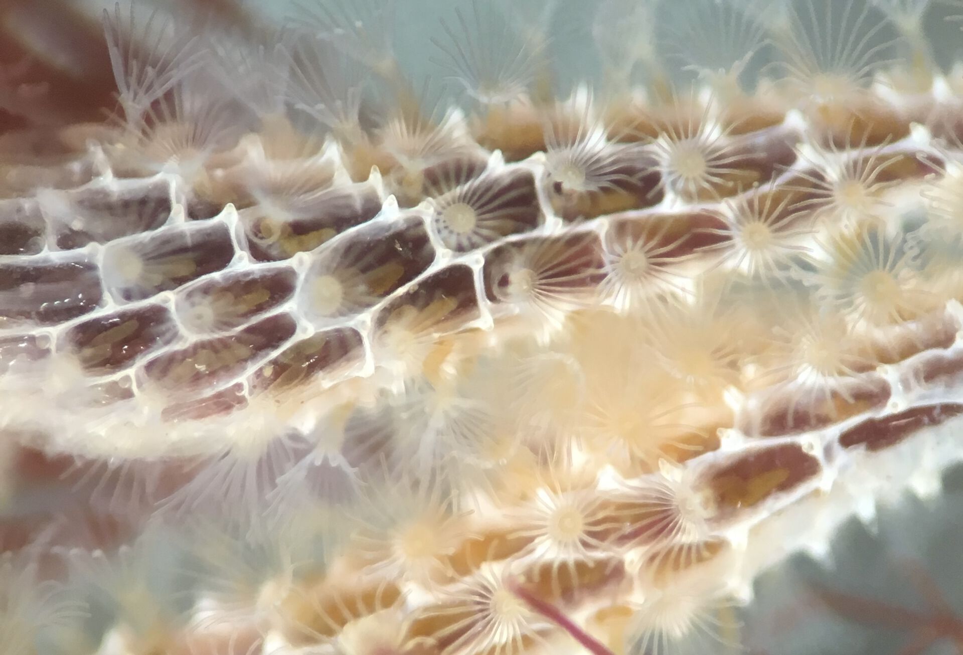 Photo of the bryozoan Membranipora membranacea