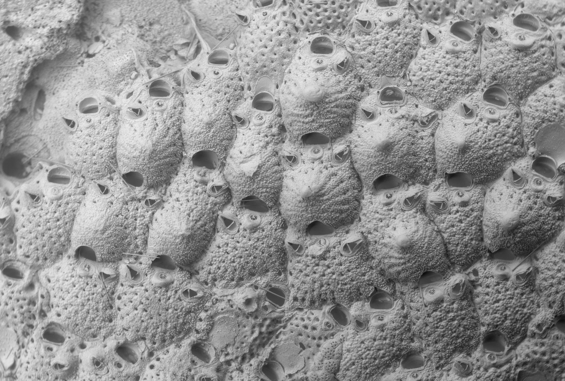 A black and white Electron microscope image of Microporella arctica