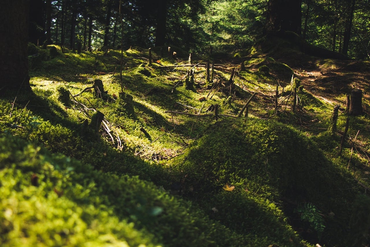 Skog i Norge