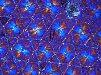 Bildet kan inneholde: lilla, organisme, anlegg, mønster, elektrisk blå.
