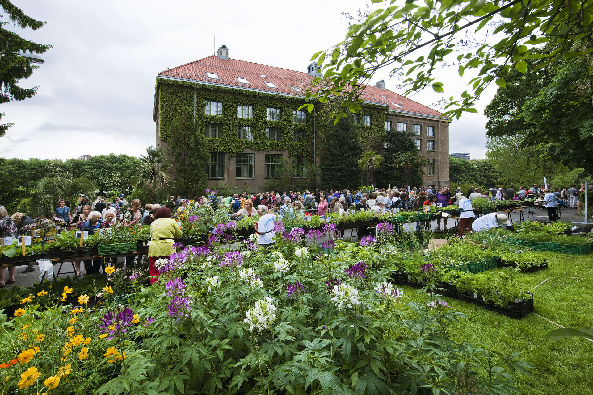 vårmarked i botanisk hage
