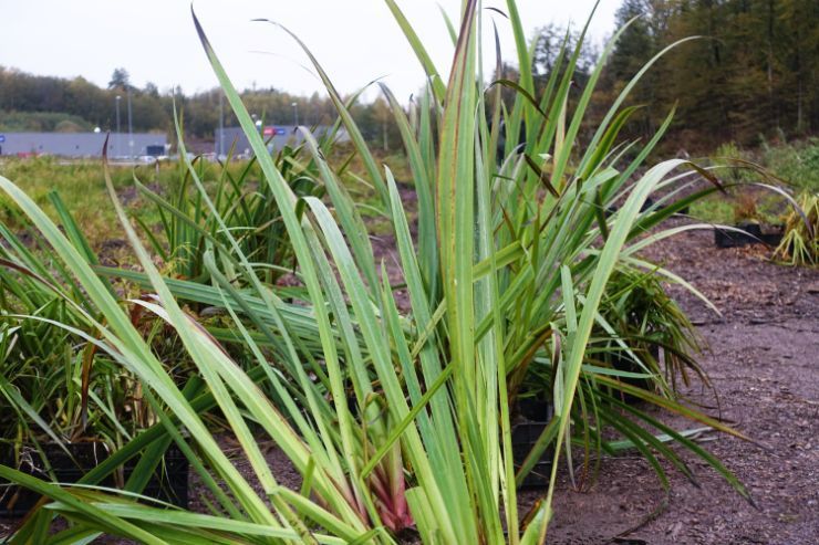 Sverdlilje tilhører slekten Iris i sverdliljefamilien. Den vokser på våte steder langs kysten til Nordland.