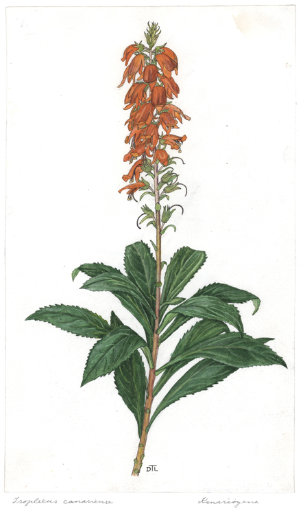 Isoplexis canariensis