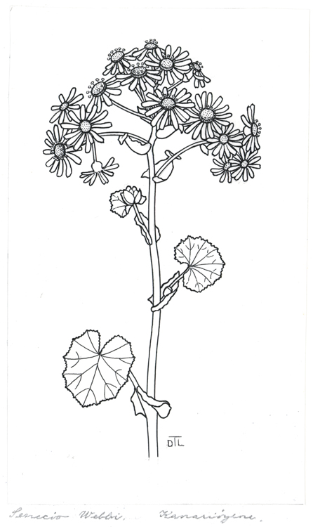 Pericallis webbii