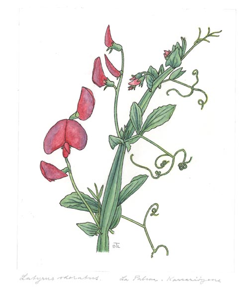 Lathyrus odoratus