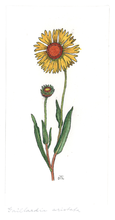 Gaillardia aristata