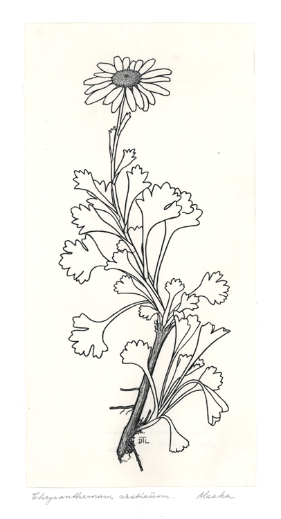 Chrystathemum arcchicum