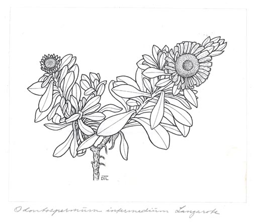 Odontospermum intermedium