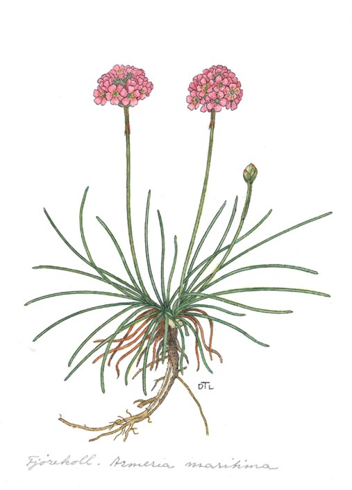 Armeria maritima