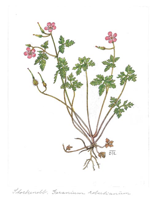 Geranium robertianum