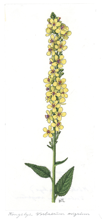Verbascum nigrum