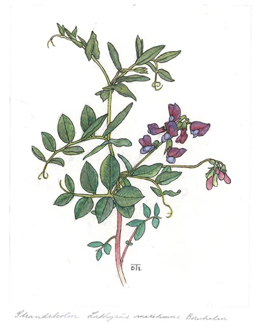 Lathyrus maritimus