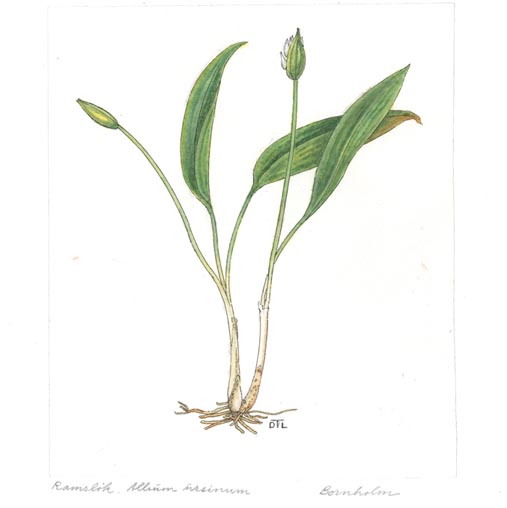 Allium ursinum