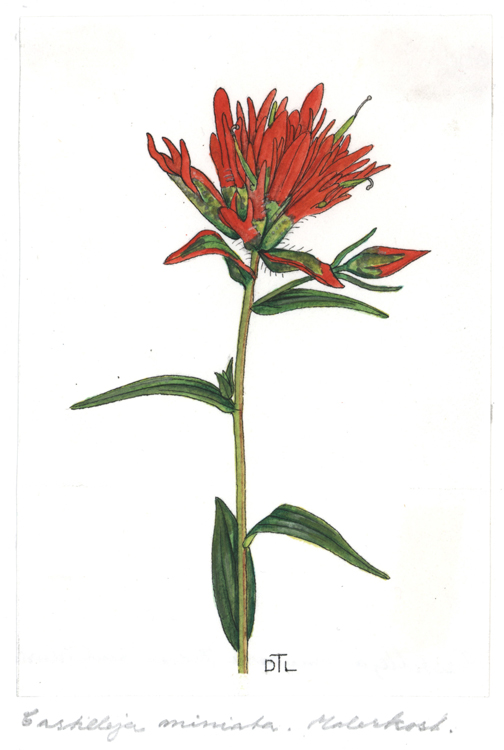 Castilleja miniata
