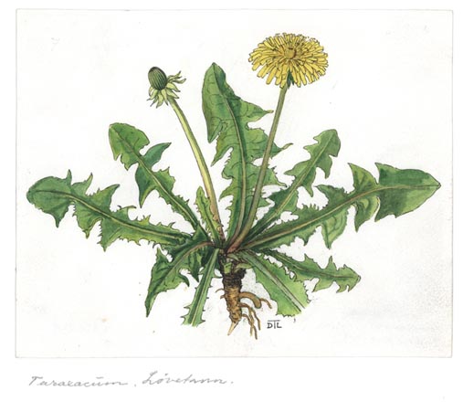 Taraxacum officinale
