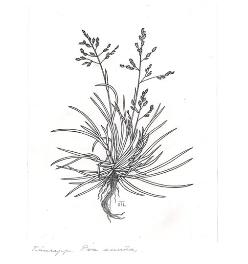 Poa annua