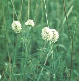 BAKKEKLØVER
