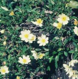 REINROSE