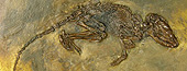 Fossil av macrocranion