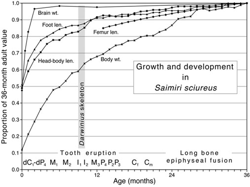 Growth and development in squirrel monkeys