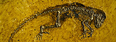 Ida-fossilet
