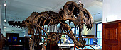 T-rexen Stan, som står i Geologisk museum