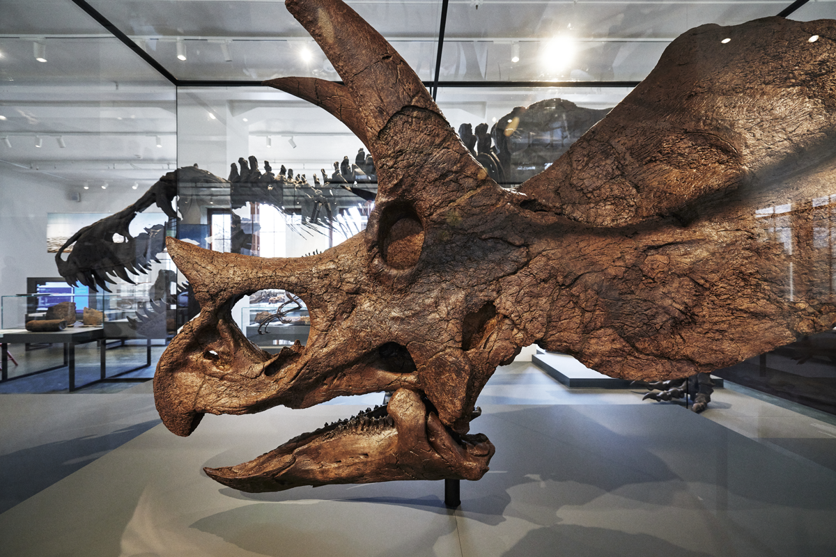 skalle av Triceraptops med skjelett av Tyrannosaurus i bakgrunnen