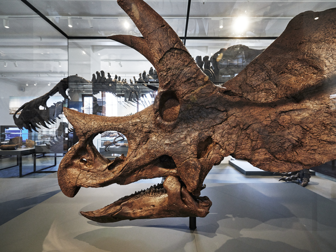 Bildet kan inneholde: utryddelse, triceratops, kjeve, bein, tre.