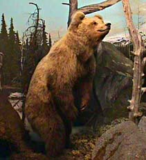 Utstoppet bjørn (fra Zoologisk museum)