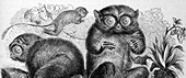Tarsier