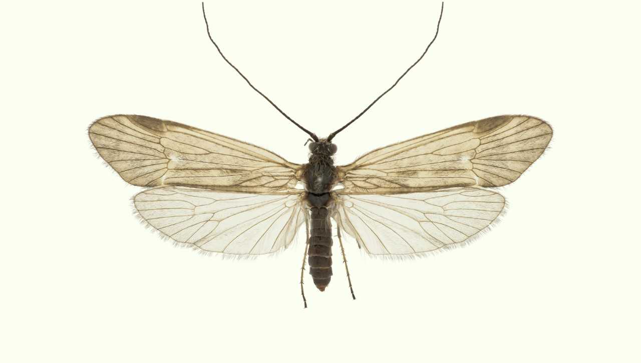 nærbilde av vårflue av arten Apatania dalecarlica