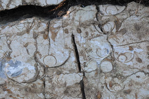 Fossile blekksprutar