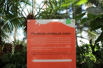 I Palmehuset i Botanisk hage kan du gjøre en reise i plantelivets utvikling. Planen er å utvide utstillingen med fossile blader fra Svalbard og ”levende fossiler” som vokser ute i hagen i dag.&amp;#160;Foto: Dag Inge Danielsen
