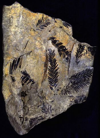 Fossiler av blader av urtidstre, Metasequoia, funnet ved Longyearbyen. Foto: Hans Arne Nakrem