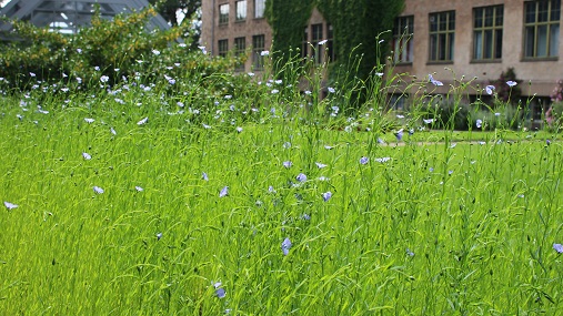 Linåker i Systematisk hage. Små, blå blomster på lange, tyne stengler. 