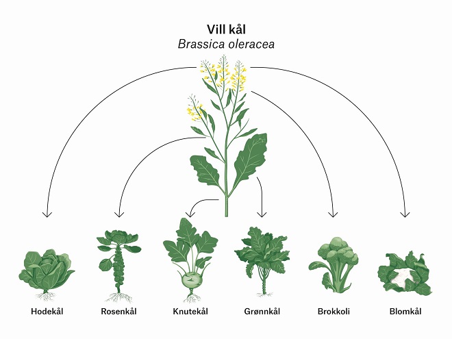 Bildet kan inneholde: anlegg, terrestrisk plante, organisme, deling, bladgrønnsak.