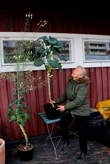 Bildet kan inneholde: anlegg, husplante, blomsterpotte, vindu, begivenhet.