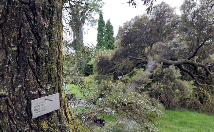 Nedfalt tre av arten tindved i bakgrunnen og annet tindvedtre med skilt i forgrunnen
