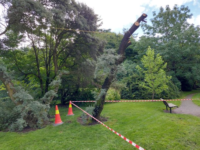 Stamme av tre støttes opp av vaier