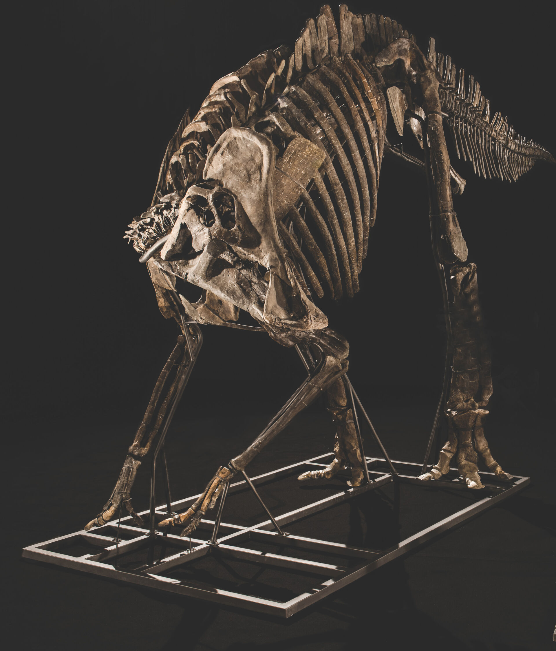 Bildet kan inneholde: utryddelse, ribbein, kjeve, dinosaur, bein.