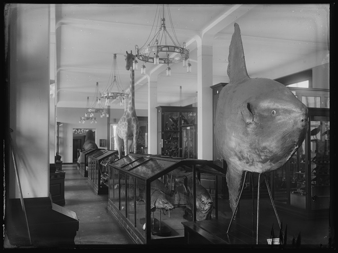Bilde av gamle utstillinger med månefisk og sjiraff.