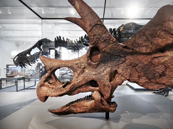 Triceratops og Tyrannosaurus rex i utstillingene i Brøggers hus.